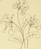 An illustration from Briggs & Co.'s patent transferring papers : protected by Her Most Gracious Majesty's royal letters patent (1880)