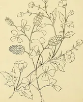 An illustration from Briggs & Co.'s patent transferring papers : protected by Her Most Gracious Majesty's royal letters patent (1880)