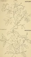 An illustration from Briggs & Co.'s patent transferring papers : protected by Her Most Gracious Majesty's royal letters patent (1880)