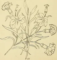 An illustration from Briggs & Co.'s patent transferring papers : protected by Her Most Gracious Majesty's royal letters patent (1880)