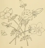 An illustration from Briggs & Co.'s patent transferring papers : protected by Her Most Gracious Majesty's royal letters patent (1880)