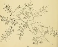 An illustration from Briggs & Co.'s patent transferring papers : protected by Her Most Gracious Majesty's royal letters patent (1880)