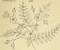 An illustration from Briggs & Co.'s patent transferring papers : protected by Her Most Gracious Majesty's royal letters patent (1880)