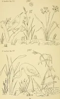 An illustration from Briggs & Co.'s patent transferring papers : protected by Her Most Gracious Majesty's royal letters patent (1880)