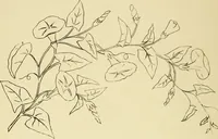 An illustration from Briggs & Co.'s patent transferring papers : protected by Her Most Gracious Majesty's royal letters patent (1880)