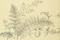 An illustration from Briggs & Co.'s patent transferring papers : protected by Her Most Gracious Majesty's royal letters patent (1880)