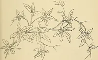 An illustration from Briggs & Co.'s patent transferring papers : protected by Her Most Gracious Majesty's royal letters patent (1880)