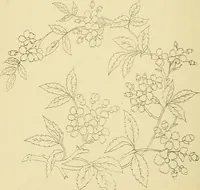 An illustration from Briggs & Co.'s patent transferring papers : protected by Her Most Gracious Majesty's royal letters patent (1880)