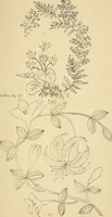 An illustration from Briggs & Co.'s patent transferring papers : protected by Her Most Gracious Majesty's royal letters patent (1880)