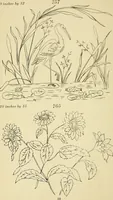 An illustration from Briggs & Co.'s patent transferring papers : protected by Her Most Gracious Majesty's royal letters patent (1880)
