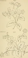 Picture 163 of 346 from Briggs & Co.'s patent transferring papers : patented for the United States of America (1880), leaf 100