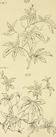 Picture 164 of 346 from Briggs & Co.'s patent transferring papers : patented for the United States of America (1880), leaf 101