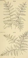 Picture 165 of 346 from Briggs & Co.'s patent transferring papers : patented for the United States of America (1880), leaf 102