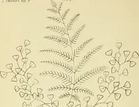 Picture 166 of 346 from Briggs & Co.'s patent transferring papers : patented for the United States of America (1880), leaf 103
