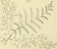 Picture 167 of 346 from Briggs & Co.'s patent transferring papers : patented for the United States of America (1880), leaf 103