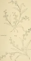 Picture 168 of 346 from Briggs & Co.'s patent transferring papers : patented for the United States of America (1880), leaf 104