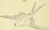 Picture 170 of 346 from Briggs & Co.'s patent transferring papers : patented for the United States of America (1880), leaf 105