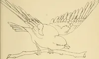 An illustration from Briggs & Co.'s patent transferring papers : patented for the United States of America (1880)