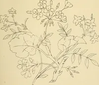 Picture 213 of 346 from Briggs & Co.'s patent transferring papers : patented for the United States of America (1880), leaf 126
