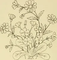 Picture 214 of 346 from Briggs & Co.'s patent transferring papers : patented for the United States of America (1880), leaf 127