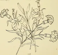 Picture 215 of 346 from Briggs & Co.'s patent transferring papers : patented for the United States of America (1880), leaf 127