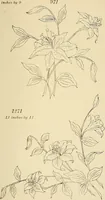 Picture 221 of 346 from Briggs & Co.'s patent transferring papers : patented for the United States of America (1880), leaf 132