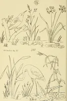 An illustration from Briggs & Co.'s patent transferring papers : patented for the United States of America (1880)