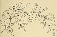 Picture 225 of 346 from Briggs & Co.'s patent transferring papers : patented for the United States of America (1880), leaf 136