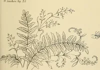 Picture 226 of 346 from Briggs & Co.'s patent transferring papers : patented for the United States of America (1880), leaf 136