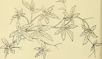 Picture 228 of 346 from Briggs & Co.'s patent transferring papers : patented for the United States of America (1880), leaf 137