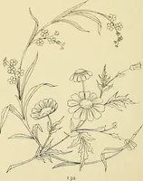 Picture 231 of 346 from Briggs & Co.'s patent transferring papers : patented for the United States of America (1880), leaf 139
