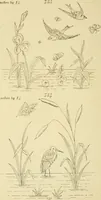 Picture 233 of 346 from Briggs & Co.'s patent transferring papers : patented for the United States of America (1880), leaf 141