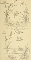 Picture 234 of 346 from Briggs & Co.'s patent transferring papers : patented for the United States of America (1880), leaf 142