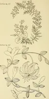 An illustration from Briggs & Co.'s patent transferring papers : patented for the United States of America (1880)