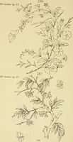 Picture 237 of 346 from Briggs & Co.'s patent transferring papers : patented for the United States of America (1880), leaf 145