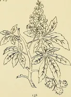 An illustration from Briggs & Co.'s patent transferring papers : patented for the United States of America (1880)