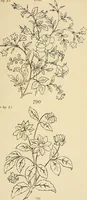 Picture 241 of 346 from Briggs & Co.'s patent transferring papers : patented for the United States of America (1880), leaf 148
