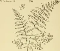 Picture 242 of 346 from Briggs & Co.'s patent transferring papers : patented for the United States of America (1880), leaf 149