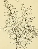 Picture 243 of 346 from Briggs & Co.'s patent transferring papers : patented for the United States of America (1880), leaf 149