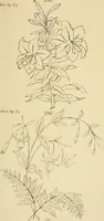 Picture 244 of 346 from Briggs & Co.'s patent transferring papers : patented for the United States of America (1880), leaf 150