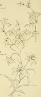 An illustration from Briggs & Co.'s patent transferring papers : patented for the United States of America (1880)