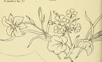 Picture 253 of 346 from Briggs & Co.'s patent transferring papers : patented for the United States of America (1880), leaf 157