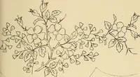 Picture 254 of 346 from Briggs & Co.'s patent transferring papers : patented for the United States of America (1880), leaf 158
