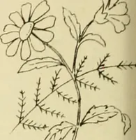 Picture 257 of 346 from Briggs & Co.'s patent transferring papers : patented for the United States of America (1880), leaf 159