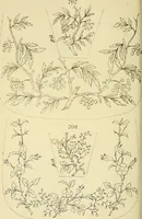 Picture 260 of 346 from Briggs & Co.'s patent transferring papers : patented for the United States of America (1880), leaf 161