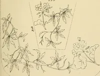 Picture 262 of 346 from Briggs & Co.'s patent transferring papers : patented for the United States of America (1880), leaf 162