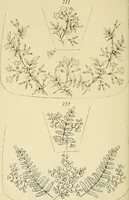 Picture 263 of 346 from Briggs & Co.'s patent transferring papers : patented for the United States of America (1880), leaf 163