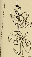 Picture 264 of 346 from Briggs & Co.'s patent transferring papers : patented for the United States of America (1880), leaf 164