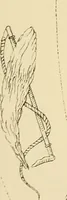 An illustration from Briggs & Co.'s patent transferring papers : patented for the United States of America (1880)