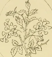 Picture 287 of 346 from Briggs & Co.'s patent transferring papers : patented for the United States of America (1880), leaf 175